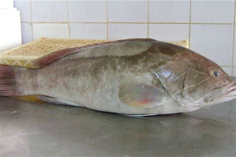 Lagos balığı