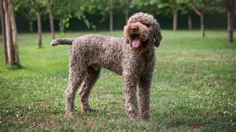 Lagotto problemhund