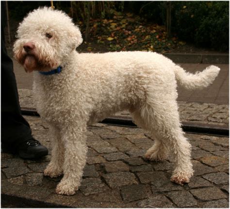 Lagotto rescue. Things To Know About Lagotto rescue. 