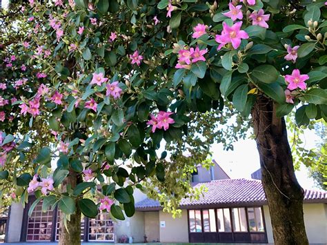 Lagunaria patersonia, Norfolk Island hibiscus, primrose tree Trees …