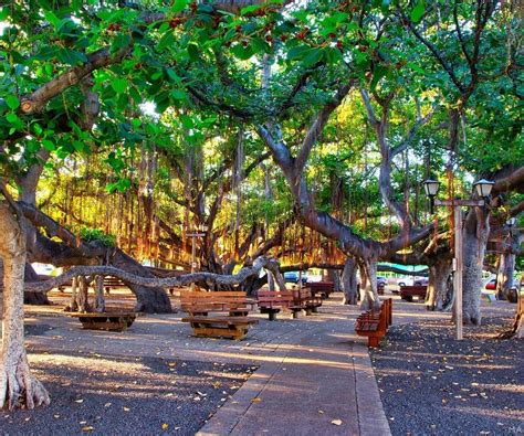 Lahaina banyan court park. Things To Know About Lahaina banyan court park. 