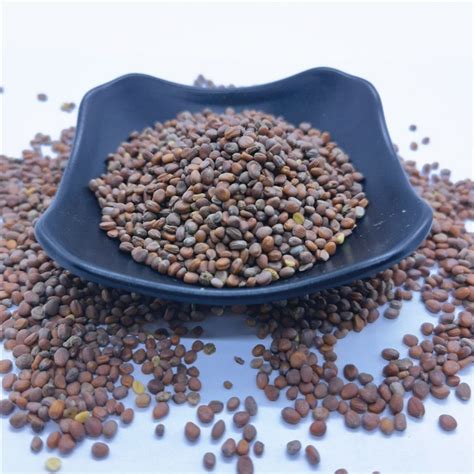 Lai Fu Zi (Radish seeds) in Chinese Medicine