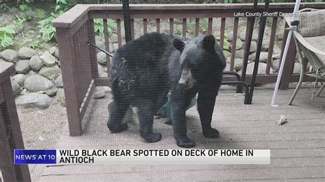 Lake County Sheriff: Black bear on the loose in Antioch