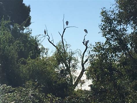 Lake Merritt in Oakland welcomes migratory birds - East Bay Times