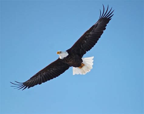 Lake Pepin, Wisconsin - Eagle