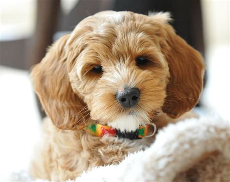 As an Australian Labradoodle breeder in Spokane WA, our pups are bred to have the best temperament, making them the perfect therapy dogs. Solid colors and Parti colored available. Click to learn more about our …. 