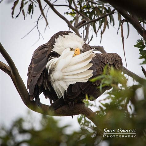 Lake casitas eagles. November 23 & 25, 2023 ~ Lots of Lumber Runs, Rest & Nestorations! Edu Bit: Size Difference between Male & Female It is easier to see the differences between male and female Bald Eagles when they... 