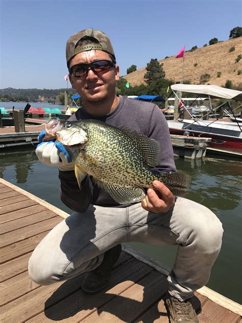 We will start getting catfish plants hopefully by new week, so make sure to change up your fishing line. When you bring in a fish of 5 lbs or more, we will take your picture and give you a "Lake Chabot Whopper Club" button. If you catch a whopper over 8 lbs (trout), 10 lbs (catfish) or 5 lbs (bass), you will also receive a Lake Chabot Whopper mug.