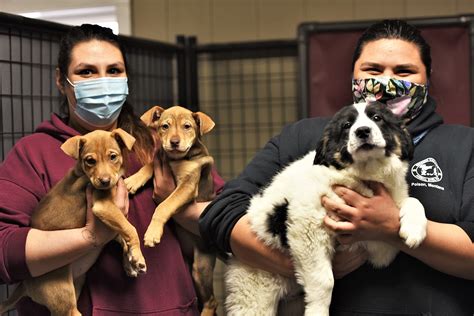 Lake county animal shelter. Things To Know About Lake county animal shelter. 
