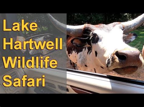 Lake Hartwell Wildlife Safari. Drive-thru Wildlife Safari. Enjoy animals in a natural habitat setting. Some animals may greet you at your car, while others roam the Safari. Fun-filled time for all ages! Meet Ostrich, American Bison, Zebras, Fallow Deer, Elk and much, much more! .... 