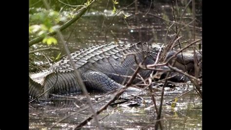 Between 1980-2007, there have been nine reported cases of alligator attacks on humans in Georgia, including one fatality in 2007. Georgia Alligators in the News: Two Alligators Spotted in Cumming. 