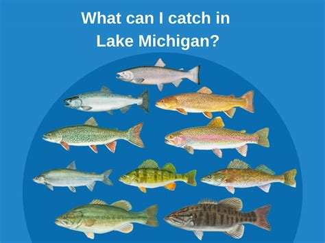  Our fishing logs about Lake Michigan are factual and are documented directly from the ground reports of local anglers and authorities. Access the best of this information to know about the real-time weather report, tips & techniques, boat charter tours, fishing spots & regulations, recommended gears, and much more to have a great experience. 