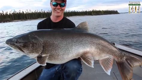 Lake trout appears to be largest ever, here's why it may not set the record