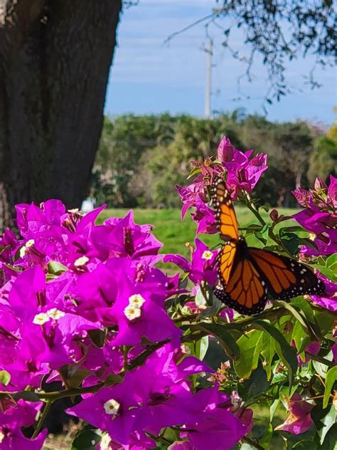 Lakefield South Wellington, FL - Residents - Facebook