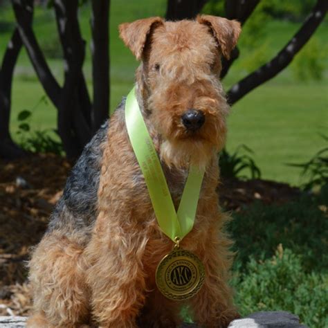 Lakeland terrier club. .  <a href=https://rateshop.abglac.com/assets/images/n9ulhd...