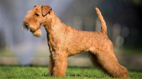 Lakeland terrier comprehensive owner s guide. - Cape unit 1 multiple choice past papers.