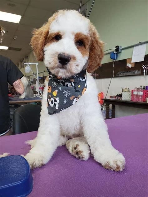 EZDog Grooming and Dog Supplies, Vancouver, Vancouver, British Columbia. 494 likes · 1 talking about this · 298 were here. Professional Pet Grooming & Dog Supplies.. 