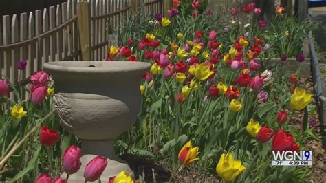 Lakeview man plants tulip garden to brighten neighborhood