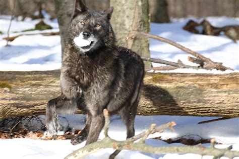 Lakota wolf preserve. While wolves have made a significant comeback in parts of the US, the Lakota Wolf Preserve continues to fight for resisting Grey Wolves to be protected in the Northern Rocky Mountain Region. In this region, wolves … 