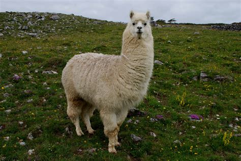 Lama - Wikipedia