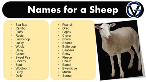 Lamb names. Find the perfect name for your baby sheep from this list of over 200 suggestions. Whether you want a funny, cute, or famous name, you'll find it here. See more 