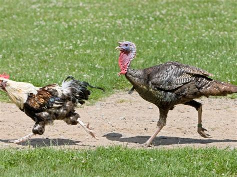 Lambertville Announces Turkey Trot Road Closures