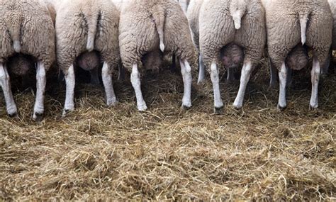 Lameness in Sheep - Animal Health and Welfare Knowledge Hub