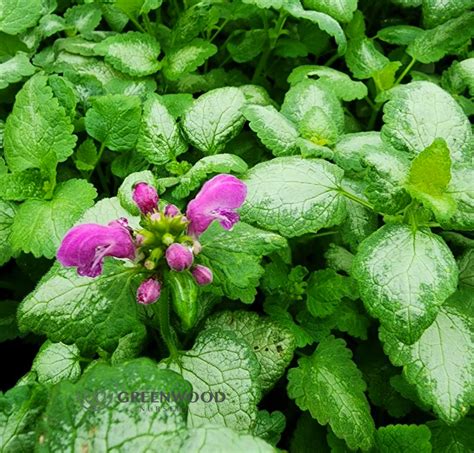 Lamium Dead Nettle Greenwood Nursery