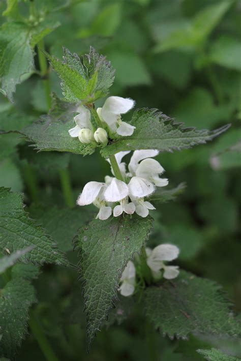 Lamium album - Wikipedia