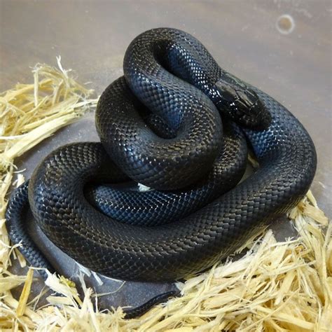 Lampropeltis getula is the scientific name for the common or Eastern king snake. It’s in the Colubridae family and the class Reptilia. The Greek word Lampropeltis means shiny, while getula refers to its bands of scales. The species of king snake are: Lampropeltis getula. Lampropeltis californae. Lampropeltis holbrooki.. 