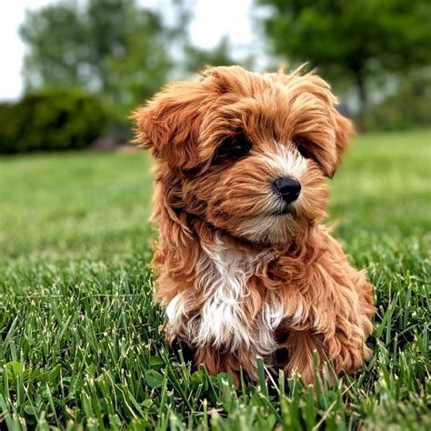 Lancaster Puppies