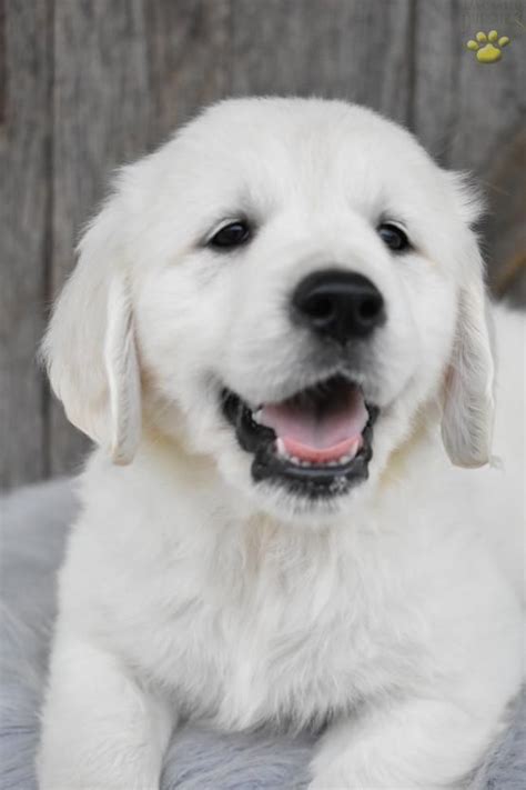 Golden Retriever. Sierra is a very happy, energetic puppy! She 