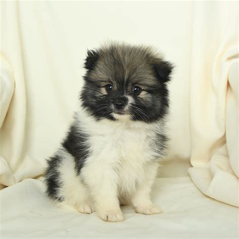 These Pomeranian puppies are... $675.00. Dover, PA. Moonbeam. 7 weeks old. Pomeranian. With sparkling eyes and darling personalities, this cute Pomeranian pupp... $675.00. Dover, PA. ... Lancaster Puppies connects breeders and buyers from various states all in one place. Find Your Best Fit - With countless listings, filters, ...