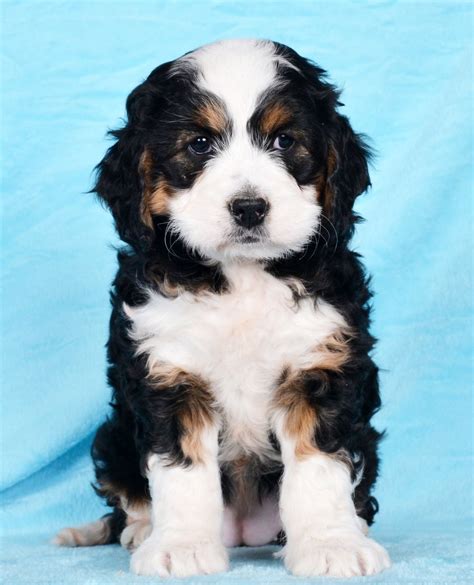 Lancaster Puppies offers standard and large Bernedoodle puppies for 