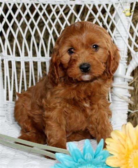 Lancaster puppies for sale under dollar300. Female. $600. Abby - Mini Goldendoodle Puppy for Sale in Bird-in-Hand, PA. Female. $775. Aaron - Mini Goldendoodle Puppy for Sale in Bird-in-Hand, PA. Male. $775. Spot - Mini Goldendoodle Puppy for Sale in Middlebury, IN. 