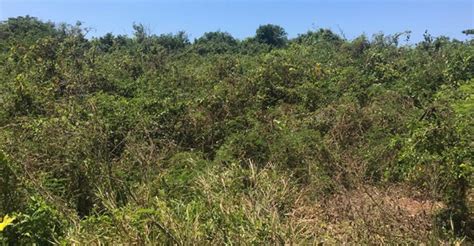 Discover more than 6 lands for sale in Trelawny Parish on Properstar. Find your dream home in Trelawny Parish today. ... Land for sale, Salt Marsh Trelawny, Trelawny, in Salt Marsh, Jamaica. Salt Marsh. Building land. $1,500,000. Add to favorites. Contact agent.. 