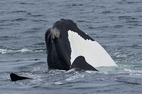 Landmark U.S. law saved whales through marine industries change