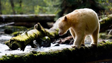 Landmark deal to protect Canada Great Bear Rainforest …