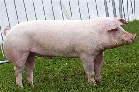 Landrace pigs for sale. Price $1,200 # animals 1 Call For Stud Fee For Sale By At Witsend Farm Eaton Rapids, Michigan 