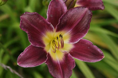 LandscapeHub Plant information for Hemerocallis ‘Strutters Ball ...