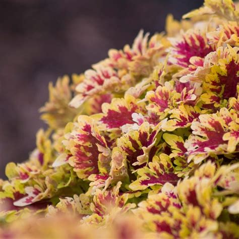 Landscaping with Coleus: Crazy About Coleus