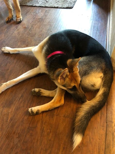 Below you can find other pets in Lani's Lucky Shepherds of Houston - A German Shepherd Dog Rescue If you have any questions about Azure , please contact Lani's Lucky Shepherds of Houston - A German Shepherd Dog Rescue at luckyshepherdsrescue@gmail.com. 