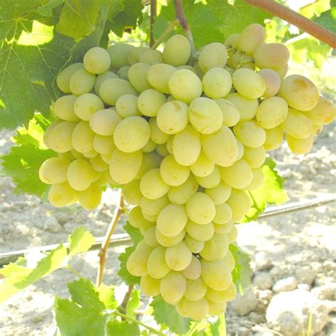 codini.rgarabwor.edu.pl. 