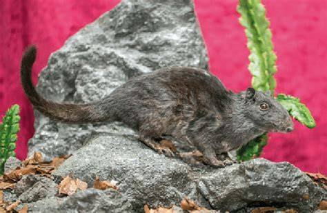 Laotian Rock Rat