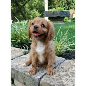 2 reviews of LAPARK CAVALIERS "We purchased a Cavalier from LaPark and had a great experience. Our sweet Maddie lived to almost 16 years old. Though Cavaliers can have heart issues out vet continued to tell us out Madfie had a strong heart We will continue to buy from LaPark."