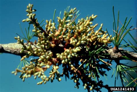 Larch Dwarf Mistletoe (FIDL) Publications SRS - USDA