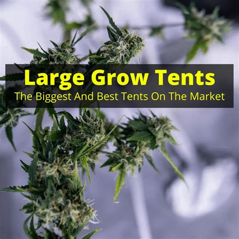 Large Grow Tents (Best Big Hydroponic Tents On The Market)