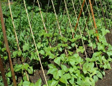 Large Healt String of Beans Plant in Hanging Basket