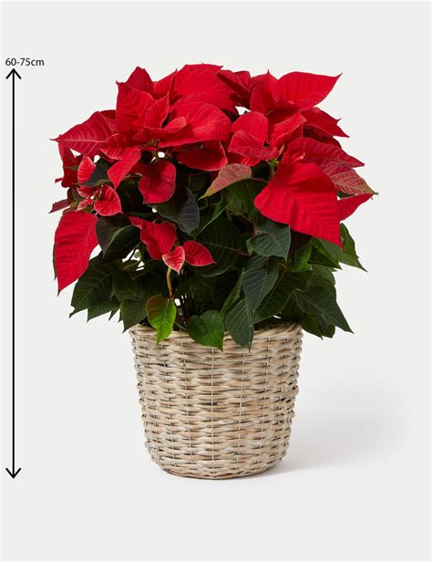 Large Poinsettia Planter M&S - Marks & Spencer