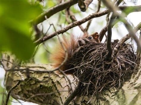 Large Squirrel Nests in Your Trees What to Do About Them